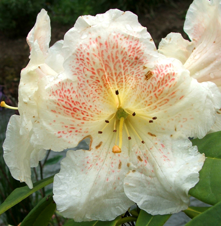Cream Rhododendron Flower